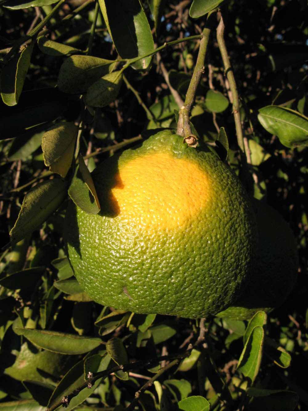            Immature fruit (Winter Haven, FL)   